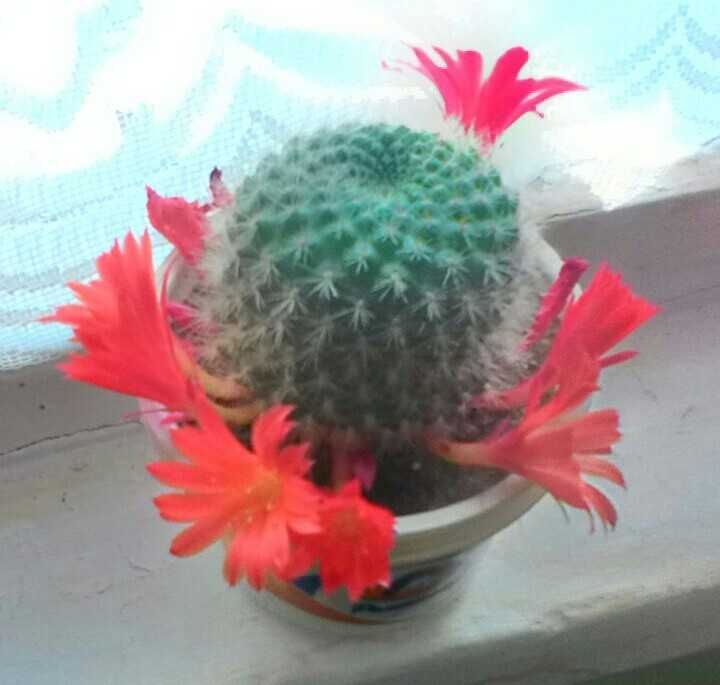 кімнатна рослина  ребуція, хрестовник