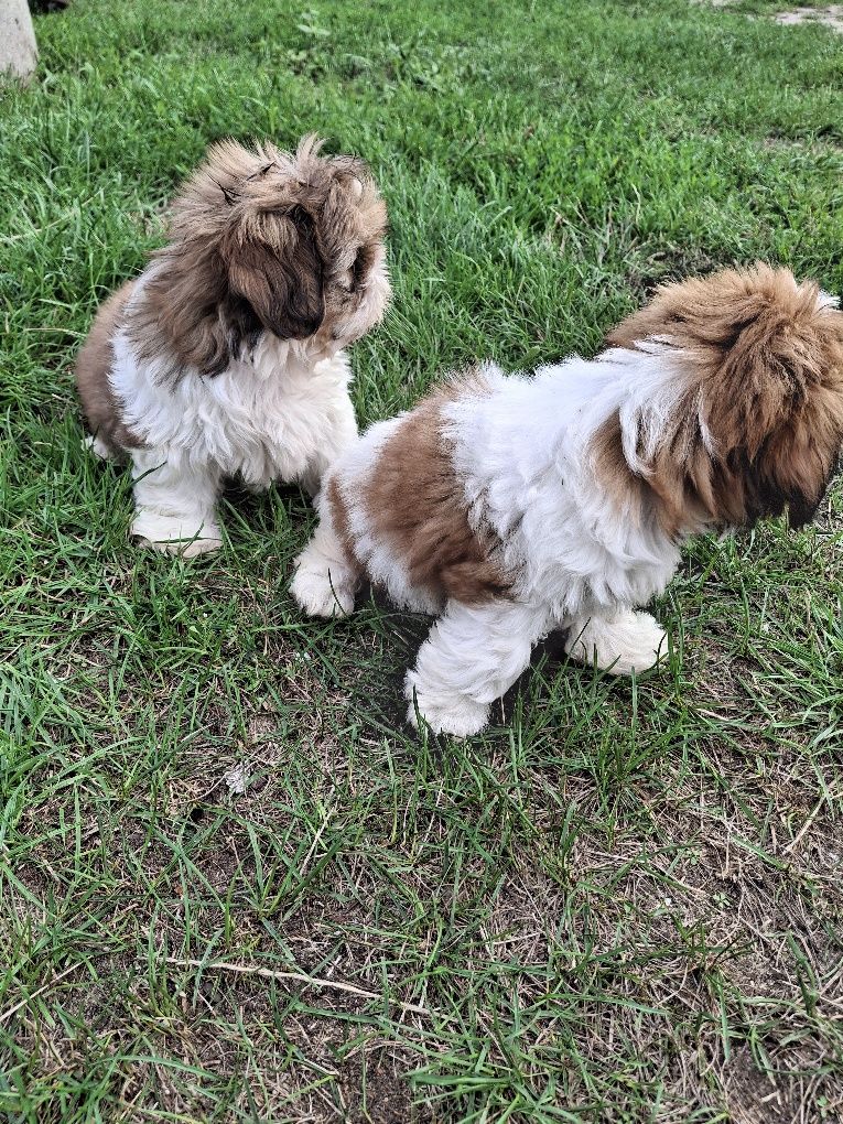 Szczeniak shih tzu
