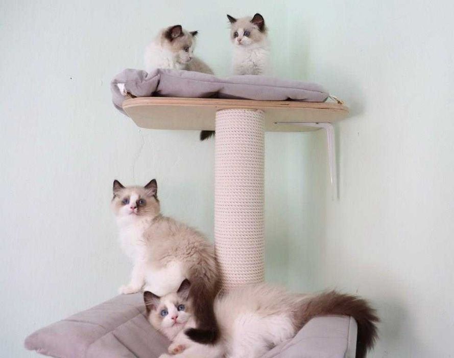 Наші регдолли справжні "котячі собаки"