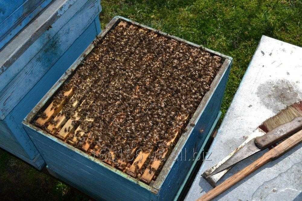 Продам бджолопакети