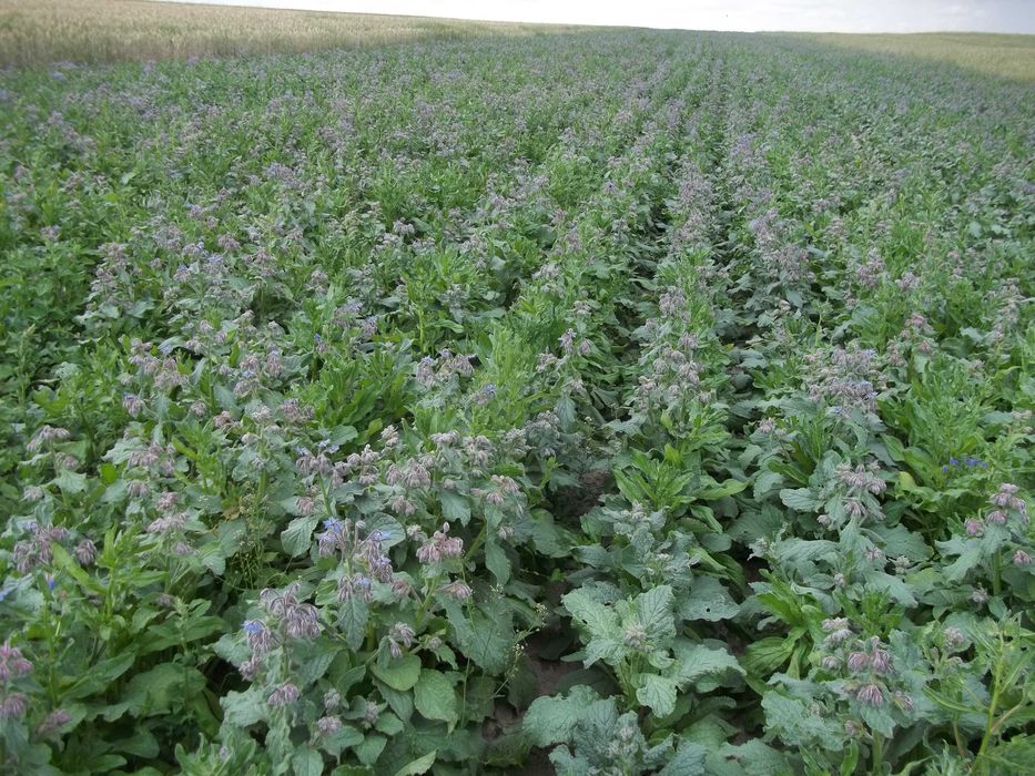 Żmijowiec grecki z ogórecznikiem mieszanka ogórecznik  wysyłka