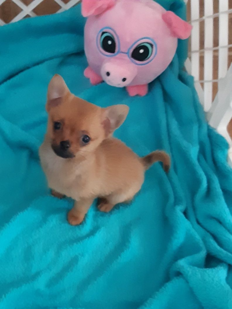 Chihuahua z rodowodem FCI