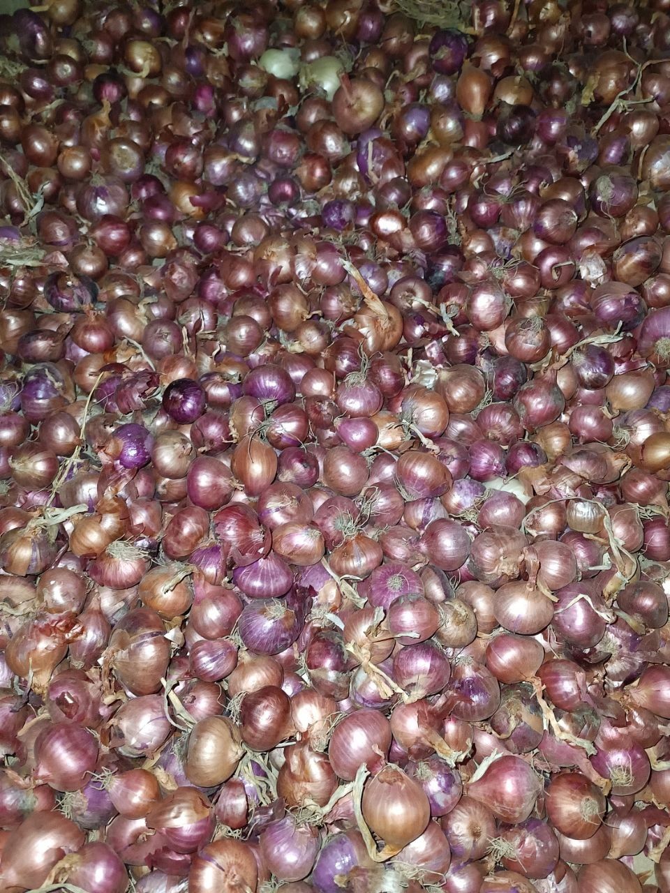 Продам лук севок (арпаж)
