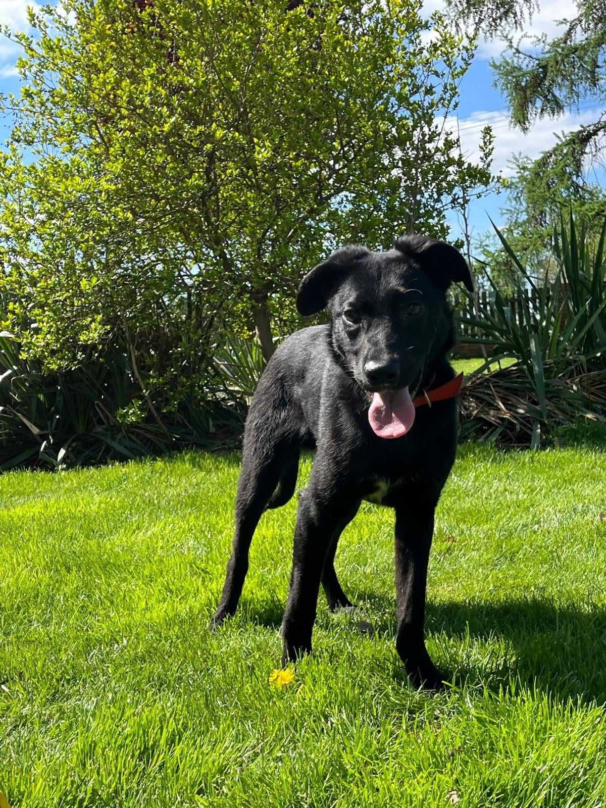 Radosny wspaniały psi przyjaciel do adopcji