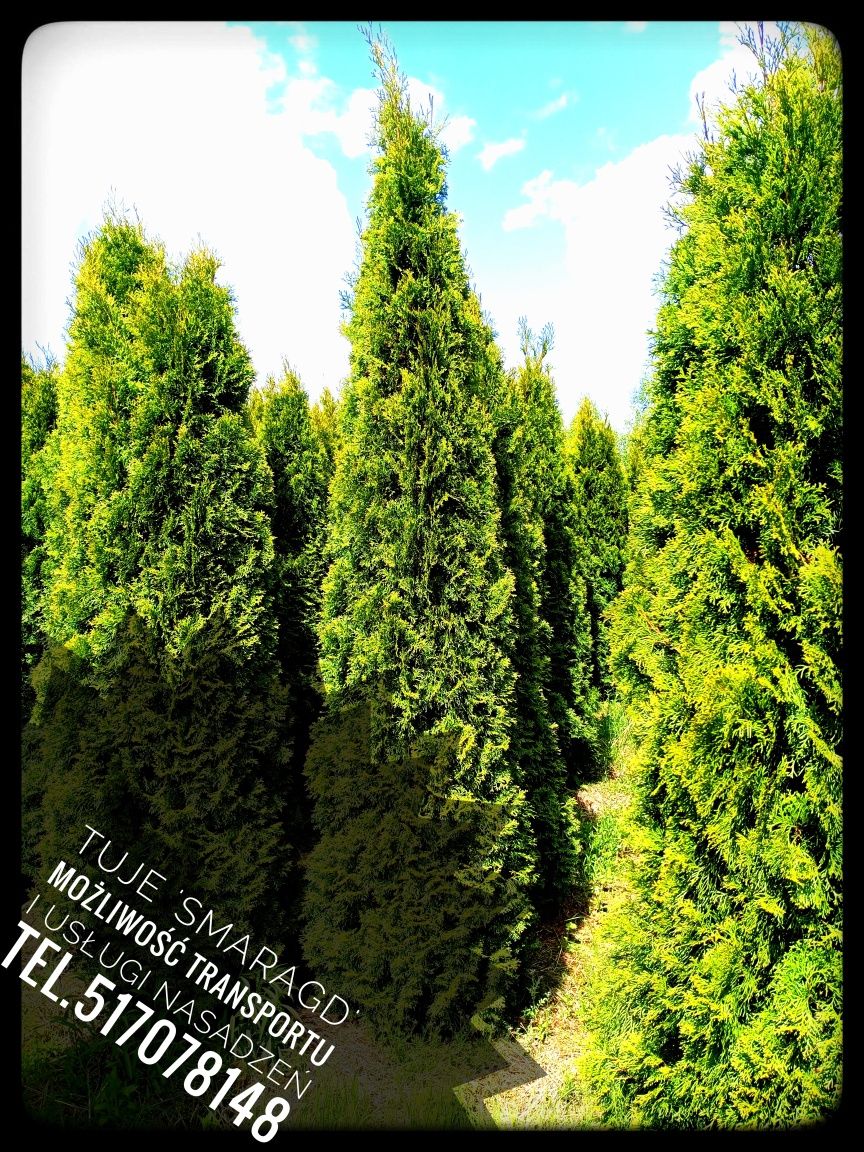 Tuja 'Smaragd' 100-250cm