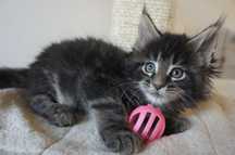 WsPANIAŁY charakter- MAINE COON -- rodowód FPL -  GOTOWA