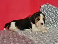 Beagle piękny piesek