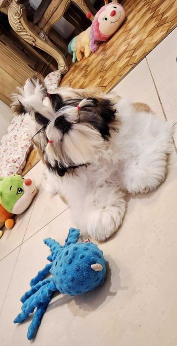 Śliczna złoto-biała suczka  ZKWP/FCI/ legalna hodowla