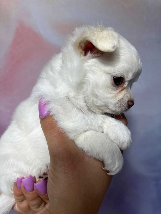 CZAKRA Suczka długowłosa Chihuahua biała szczeniak