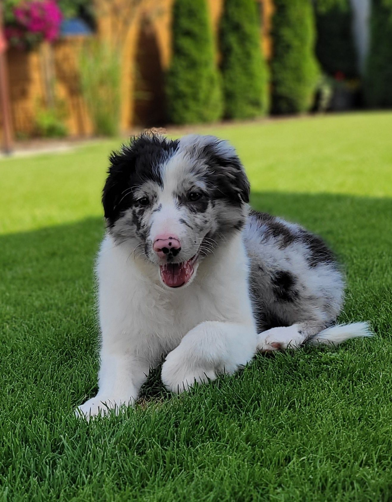 Border Collie Blue-Merle Śliczny Piesek