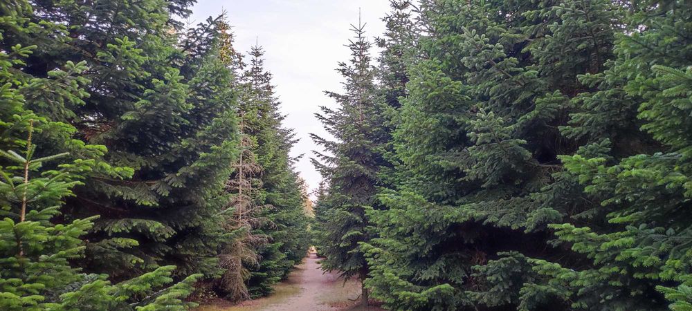 Żywa, choinka, jodła kaukaska, cięta, do kościoła i biura, powyżej 5m