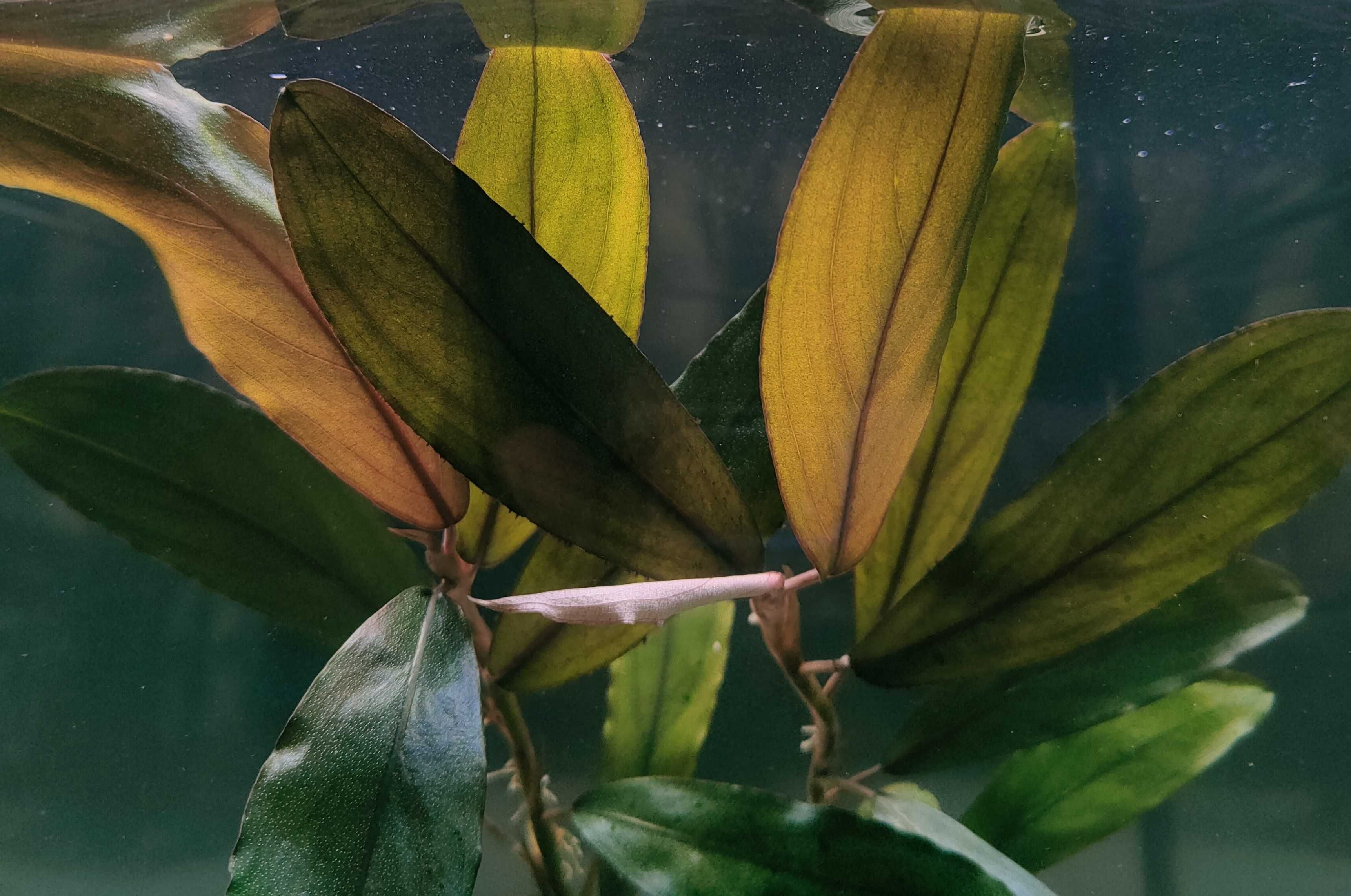 Bucephalandra Aegis