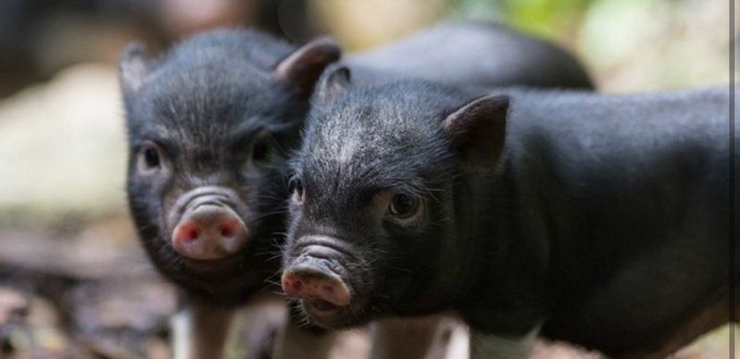 Продам вʼєтнамських поросят