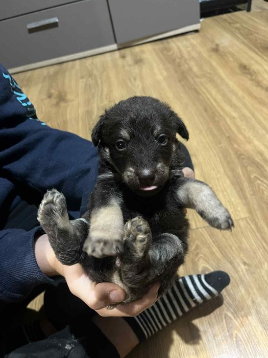 Pieski do wydania za darmo