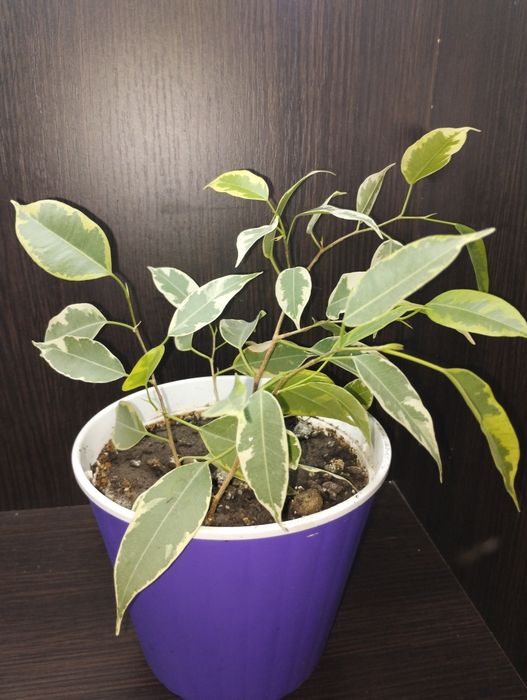 Фікус, два сорти