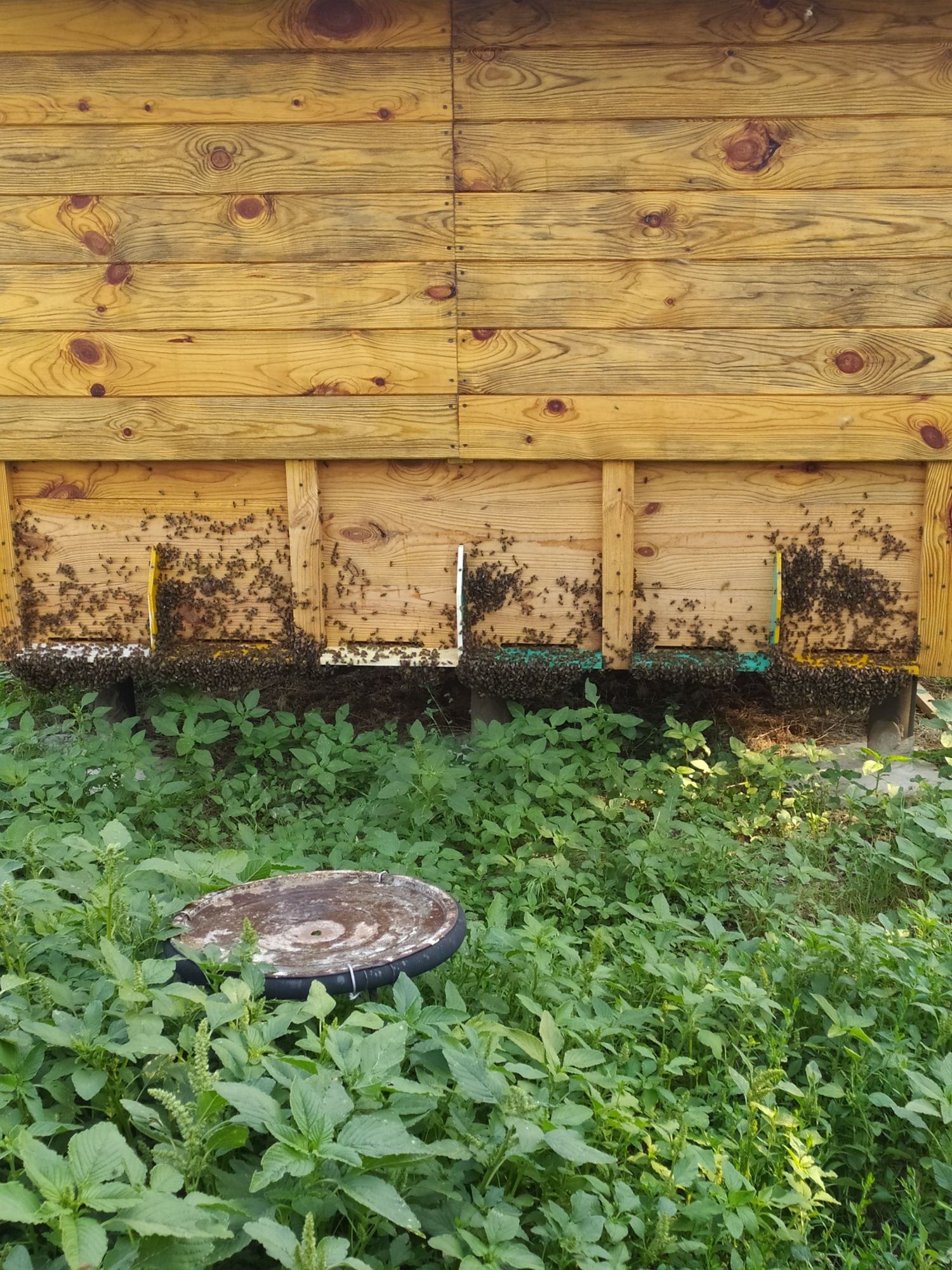 Продам апідомік/апіхатинка для апітерапии/вулики