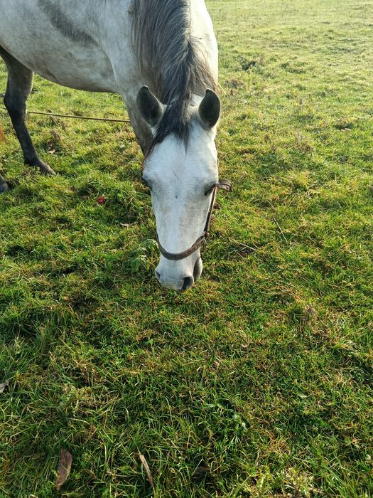 Продам кобилу, 3 роки, жеребна