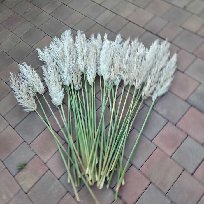 Trawa pampasowa kwiatostany