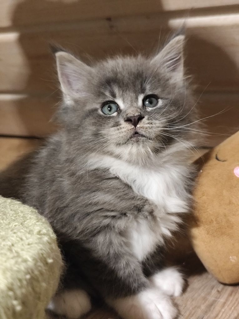 Maine Coon LIAM Ashantu*PL doskonały kocurek