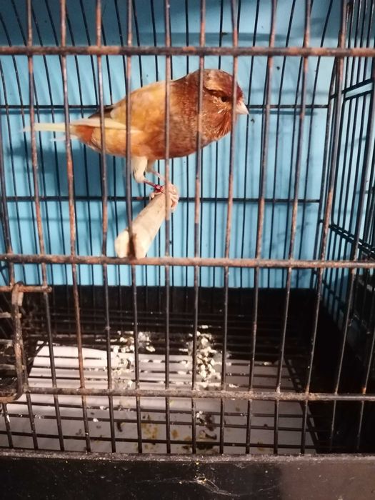 C  A  N  A  R  I  O  S