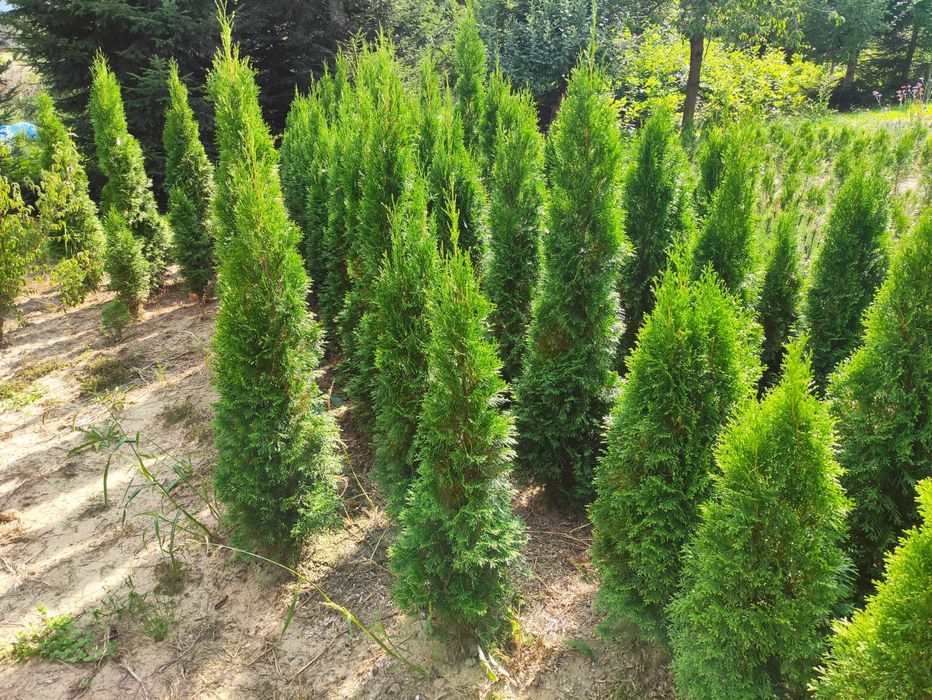 Thuja Szmaragd 120 -200 cm