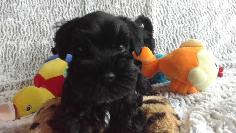 Sznaucer miniaturowy czarny suczka (FCI)