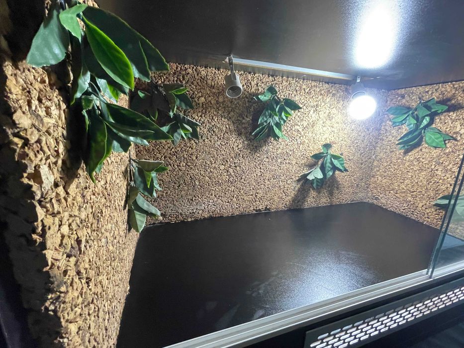 Terrarium 100x50 z oświetleniem – idealne dla agamy, gotowe do użycia