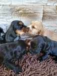 Cocker Spaniel Angielski