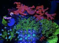 montipora zoanthus caulastrea xenia euphyllia - akwarium morskie