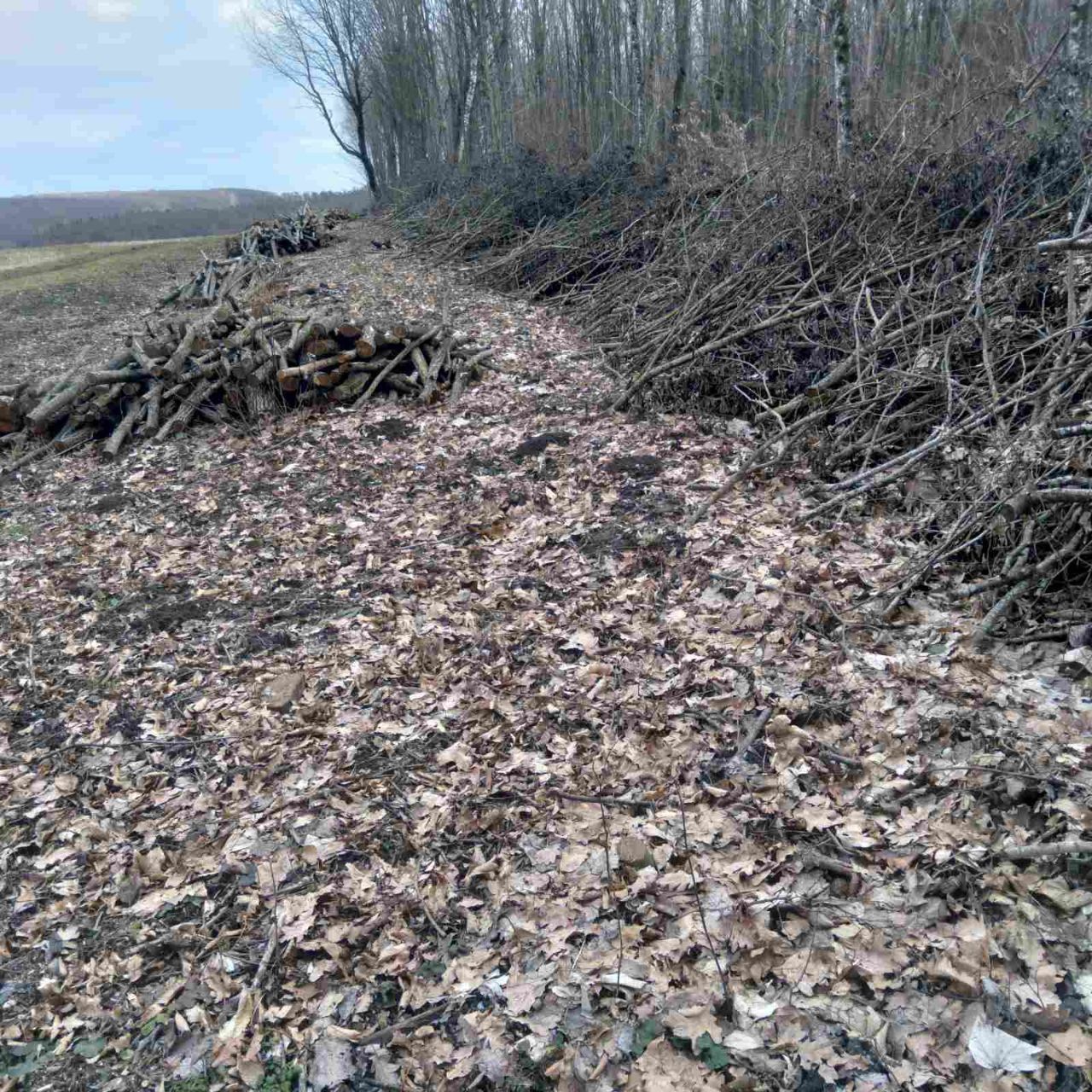 Дрова сухі 550 грн/м³. Самовивіз з Миролюбного. Обʼєм понад 200м³.