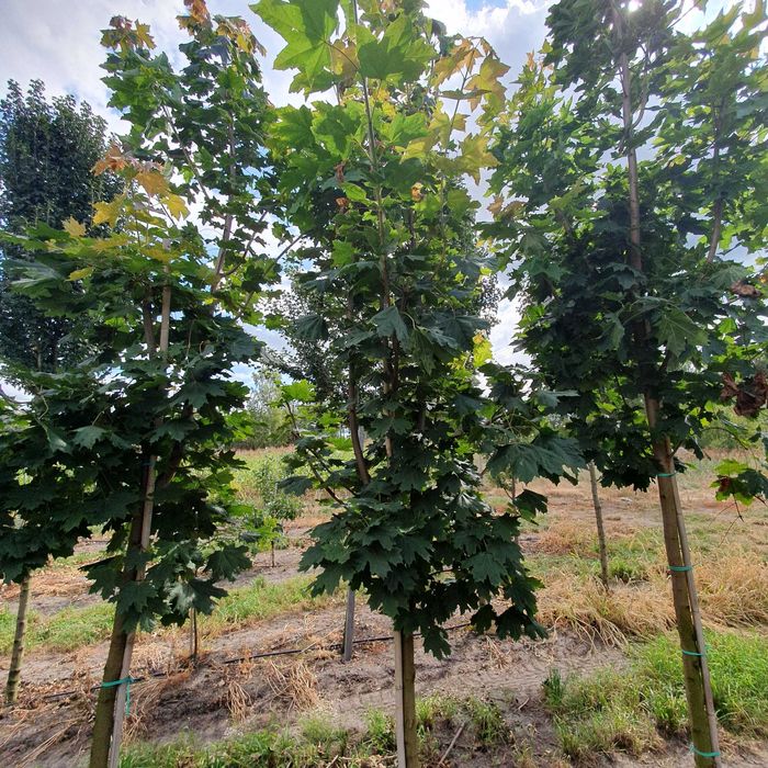 Drzewa alejowe -Klon pospolity, Lipa drobnolistna, Brzoza