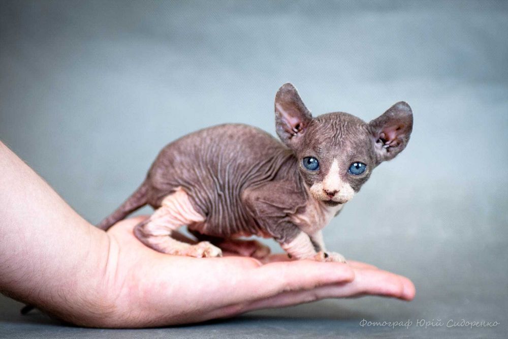 Котёнок, порода Сфинкс, голубые глаза