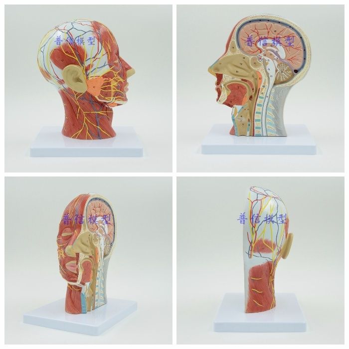 Сечение головы носоглотка череп человека модель макет нос ухо мозг