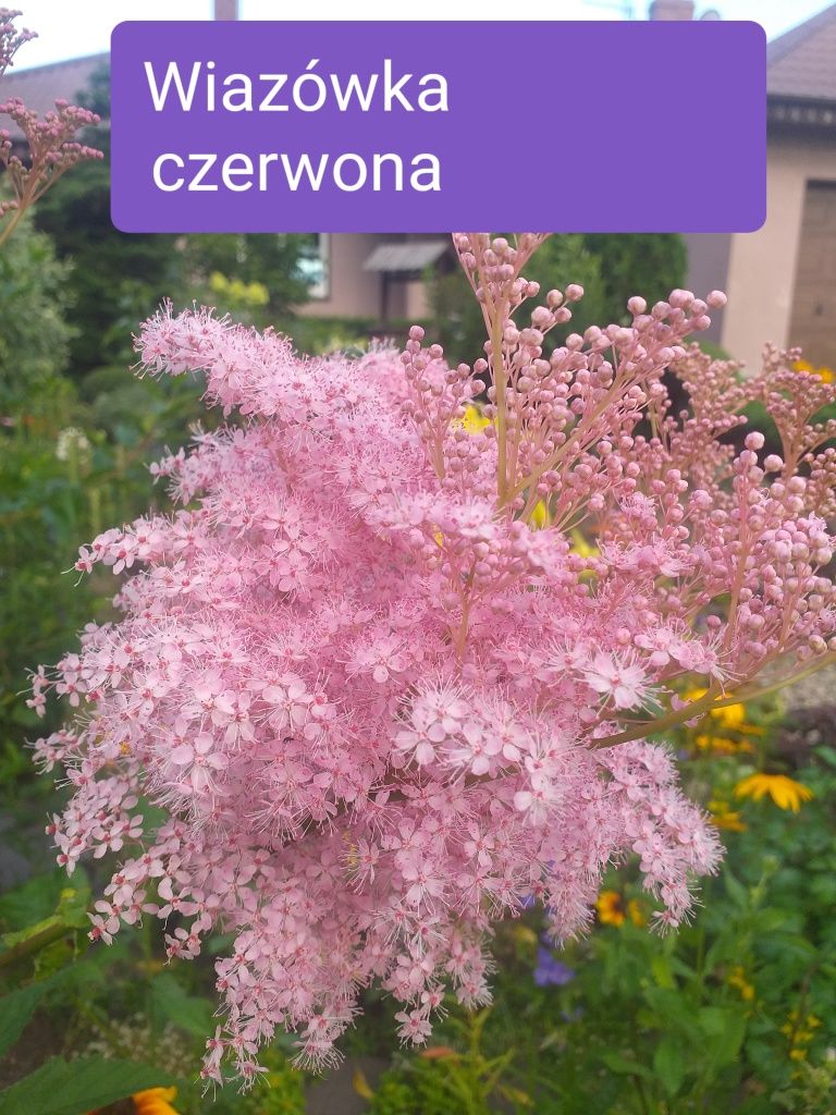 Wiązówka czerwona piękne nagrodzone kwiaty sadzonki