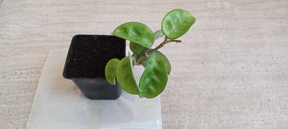 HOYA Carnosa Krinkle 8, hoja o karbowanych liściach, młoda sadzonka