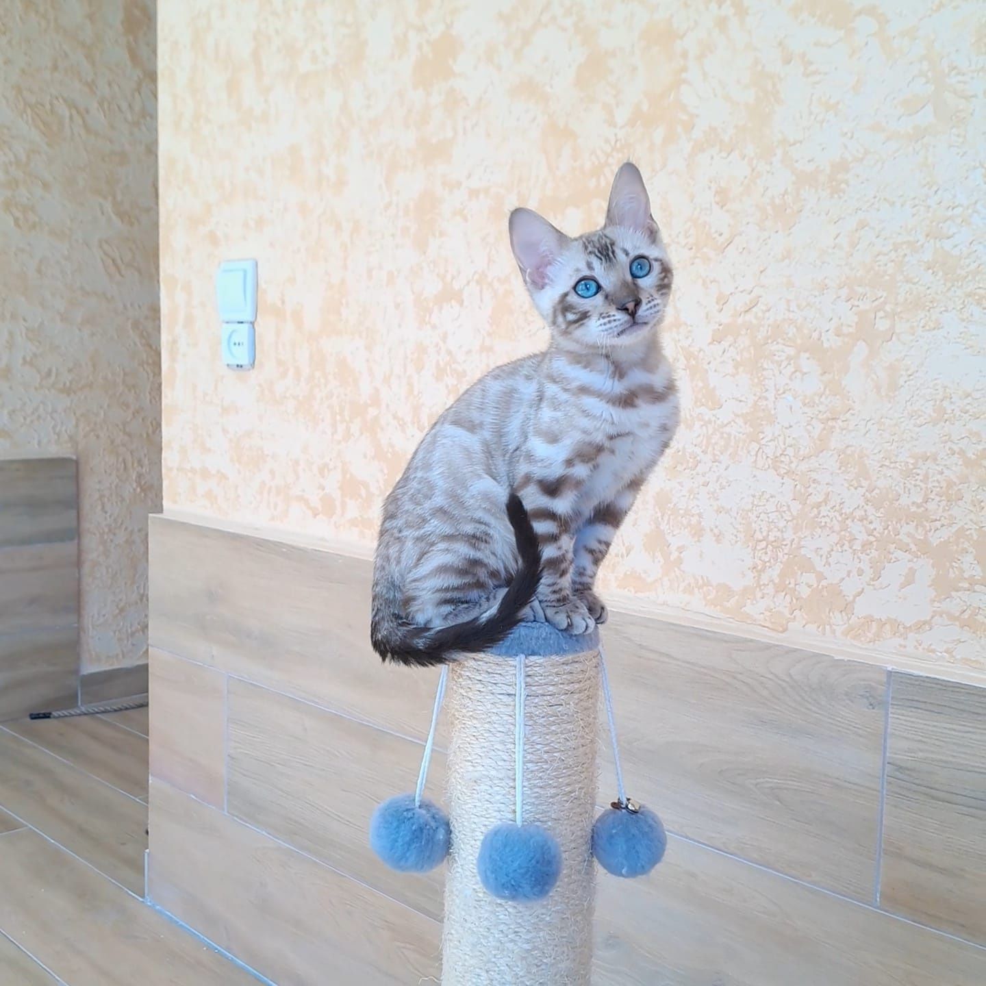 Бенгальский котёнок кот кошка