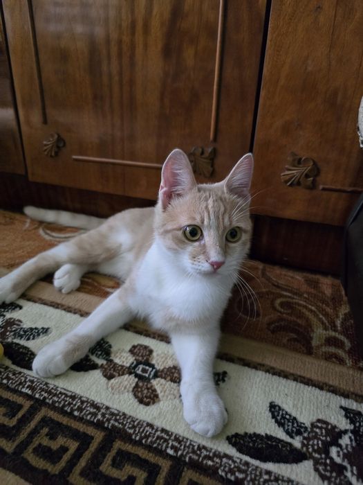 Отдам кота "Мурчик "в добрые руки