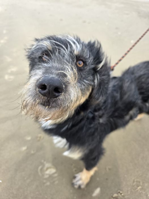 Czy bedzie musiał trafić do schroniska? 3 dom go porzucił