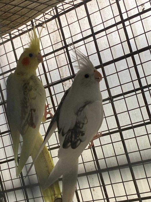 Casal de agapórnis personatas e caturras