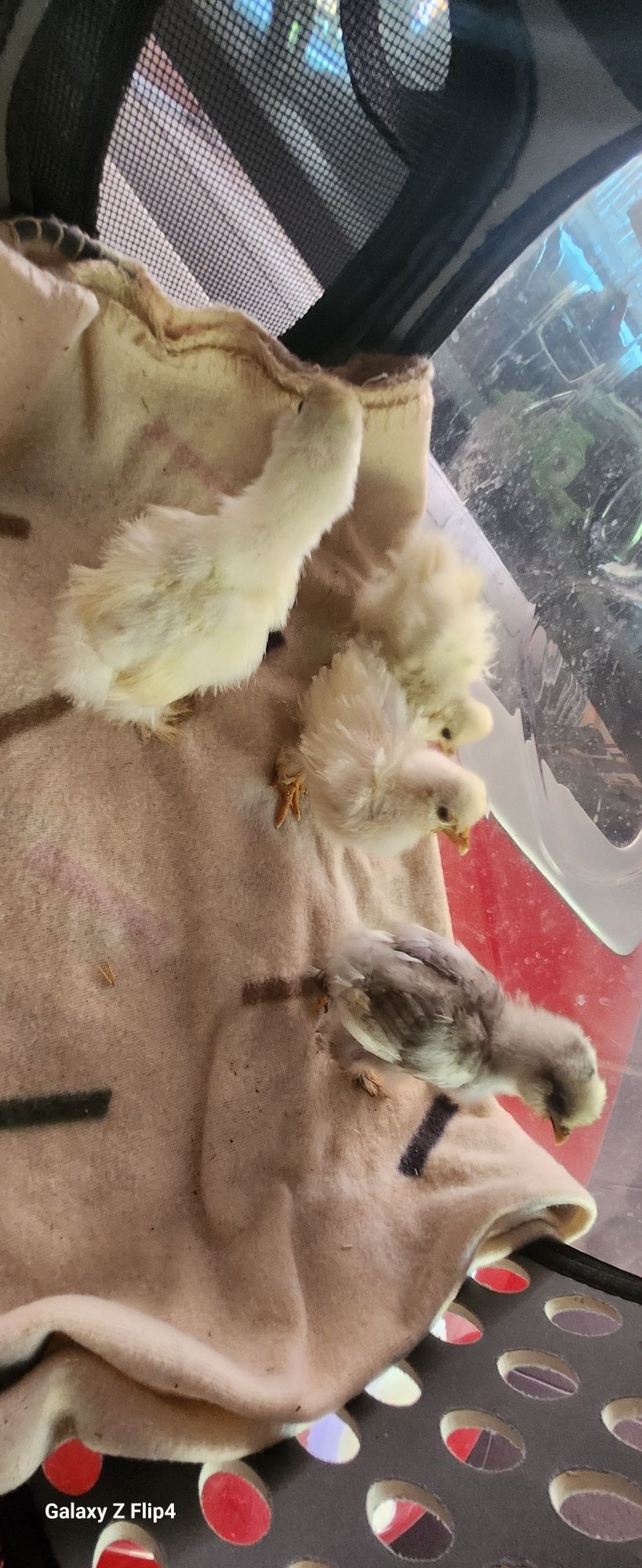 Silki mottled pisklęta