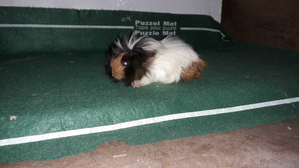 Морські свинки, свинки морські.