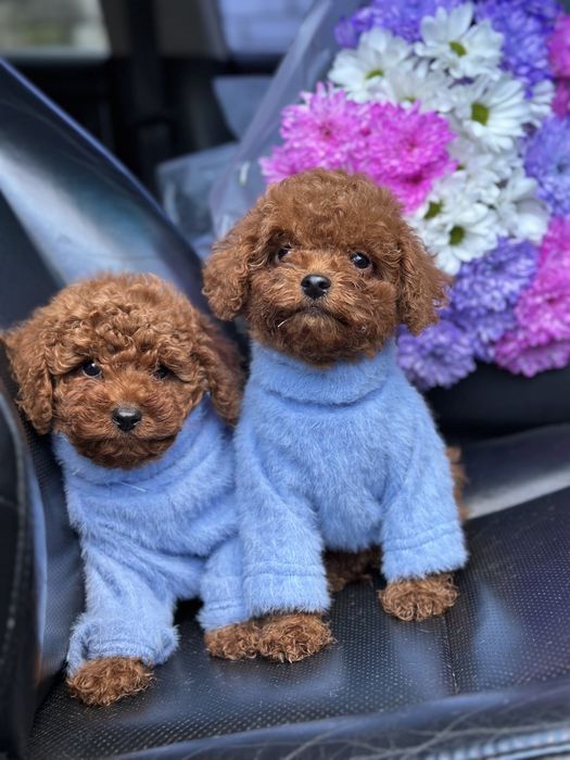 Щенки мальтипу девочка мини