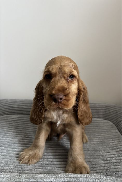 Piesek Cocker spaniel