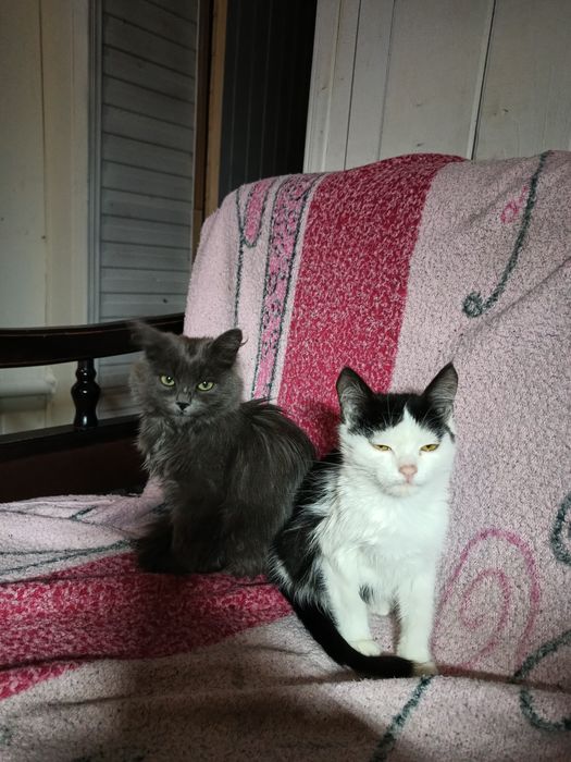 Віддам двох  кошенят