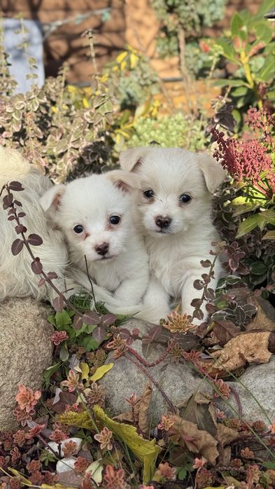 Собачки дворові ~виростуть маленькі 15 см