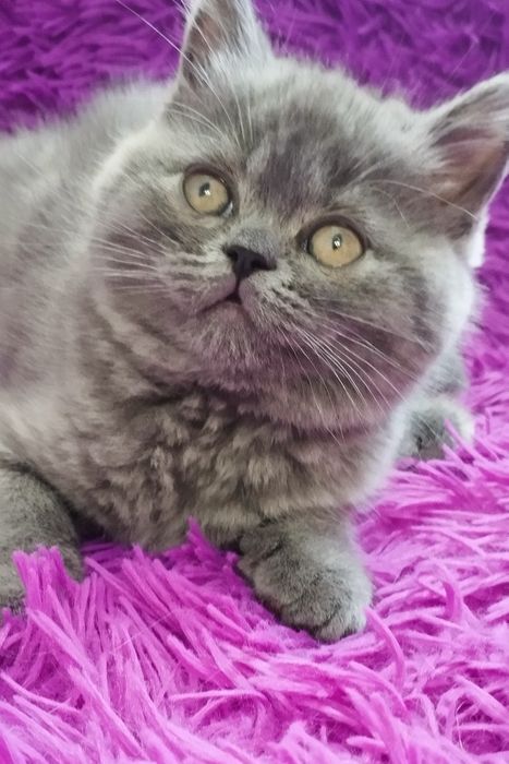 Шотландські кошенята