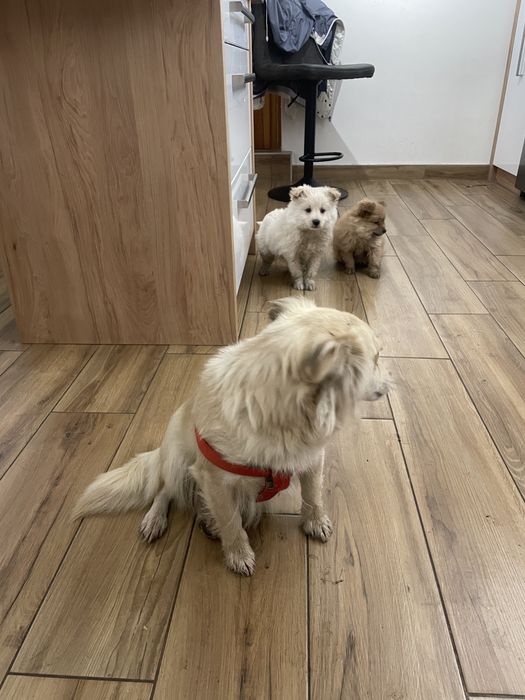 Małe pieski do oddania