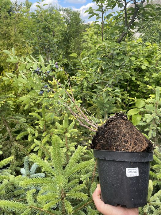 Жимолость. Колекція сортів.