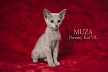 Koteczka Rosyjska Niebieska MUZA Dumny Kot