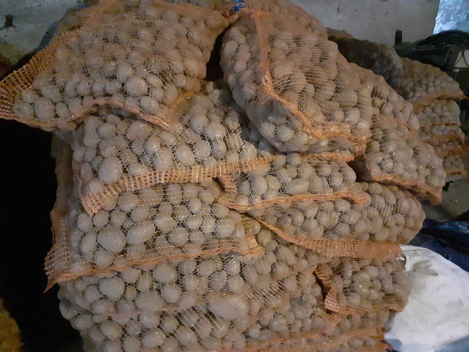 Ziemniaki wielkosci sadzeniaków 0,60gr za kilogram